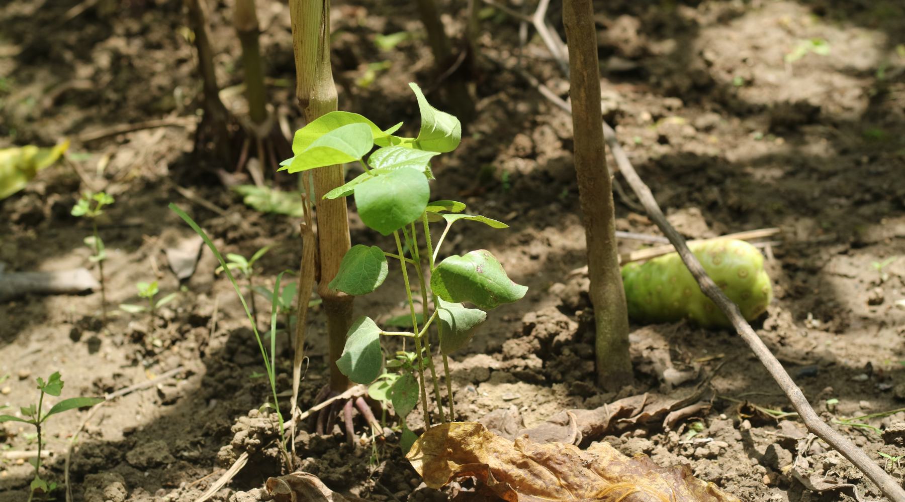 Cotton Planting Season