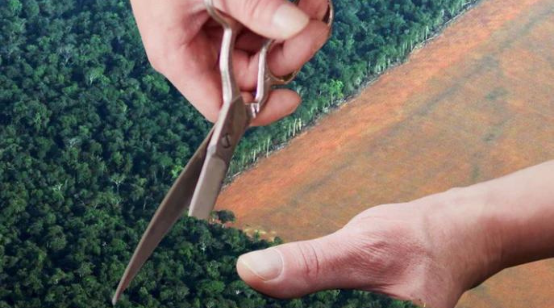 Fashion and Deforestation