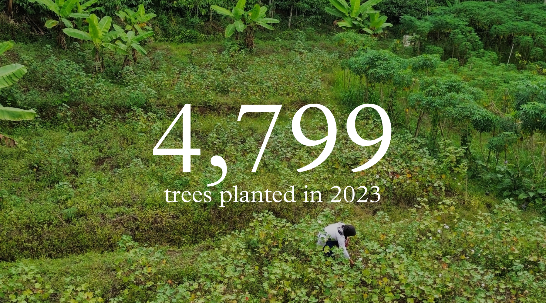 We've planted 4,799 trees in your name this year!